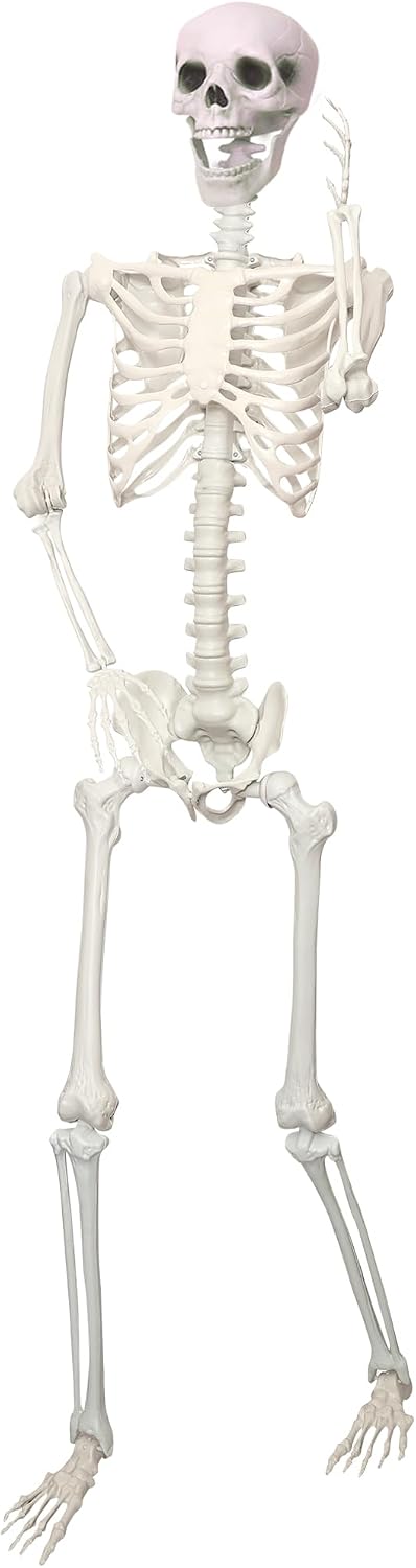 5.9Ft/180cm Giant Skeleton Poseable Skeleton Realistic Full Body Bones for Ha...