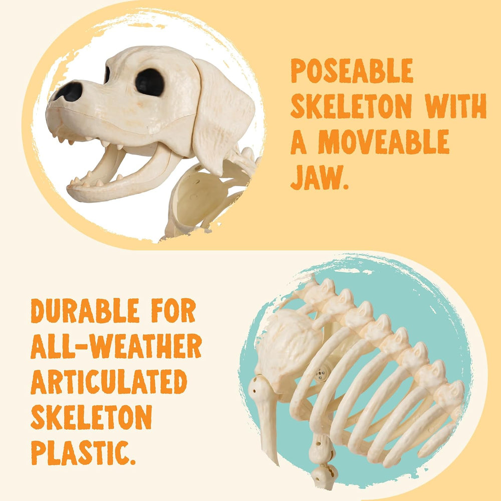 JOYIN Halloween Golden Retriever Skeleton 34” Animal Dog Plastic Skeleton wit...