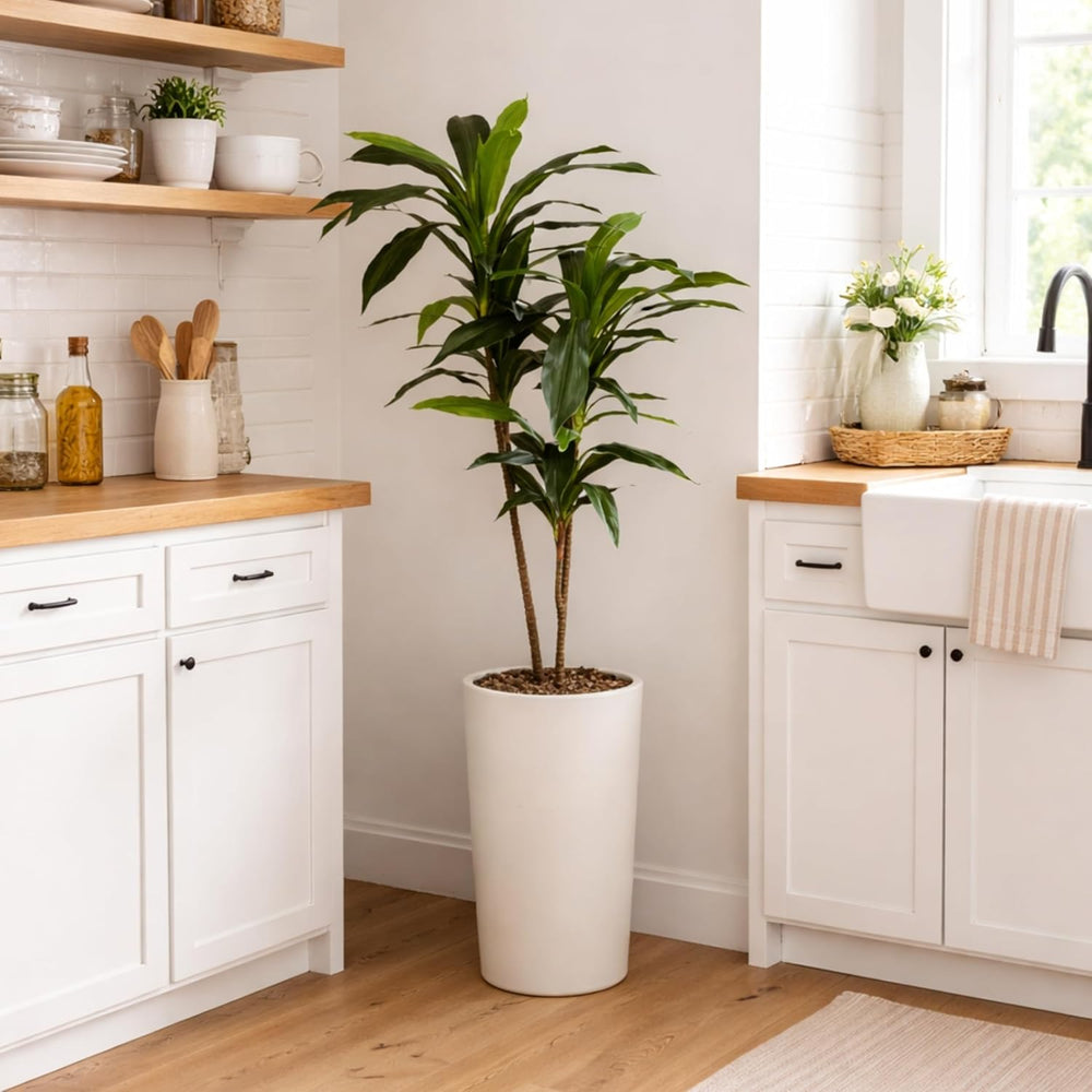 Nearly Natural 48in Artificial Dracaena with Real Touch Leaves and Multi Tona...