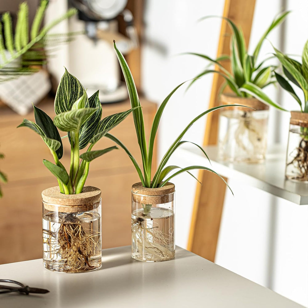 Glass Plant Propagation Stations for Plants โ Set of 12(6 Large & 6 Small...