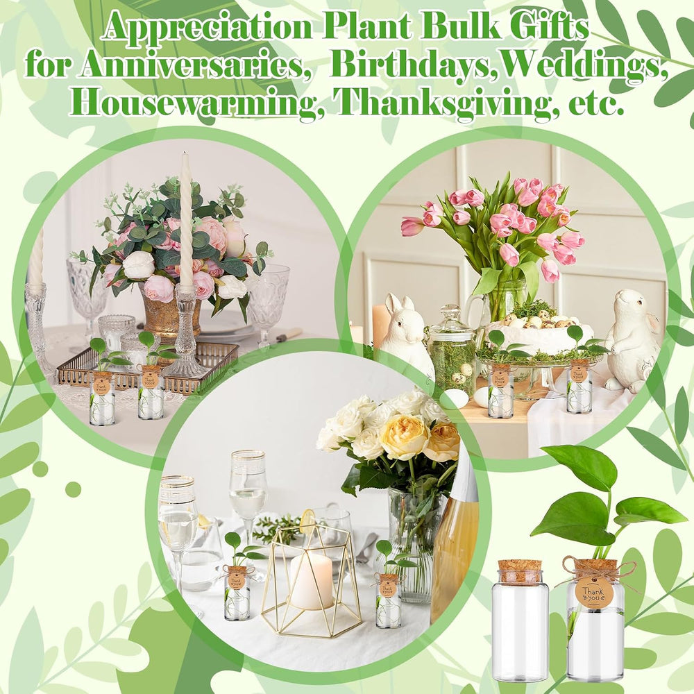36 Packs Plant Propagation Stations with Hole Lid Clear Plastic Cultivation B...