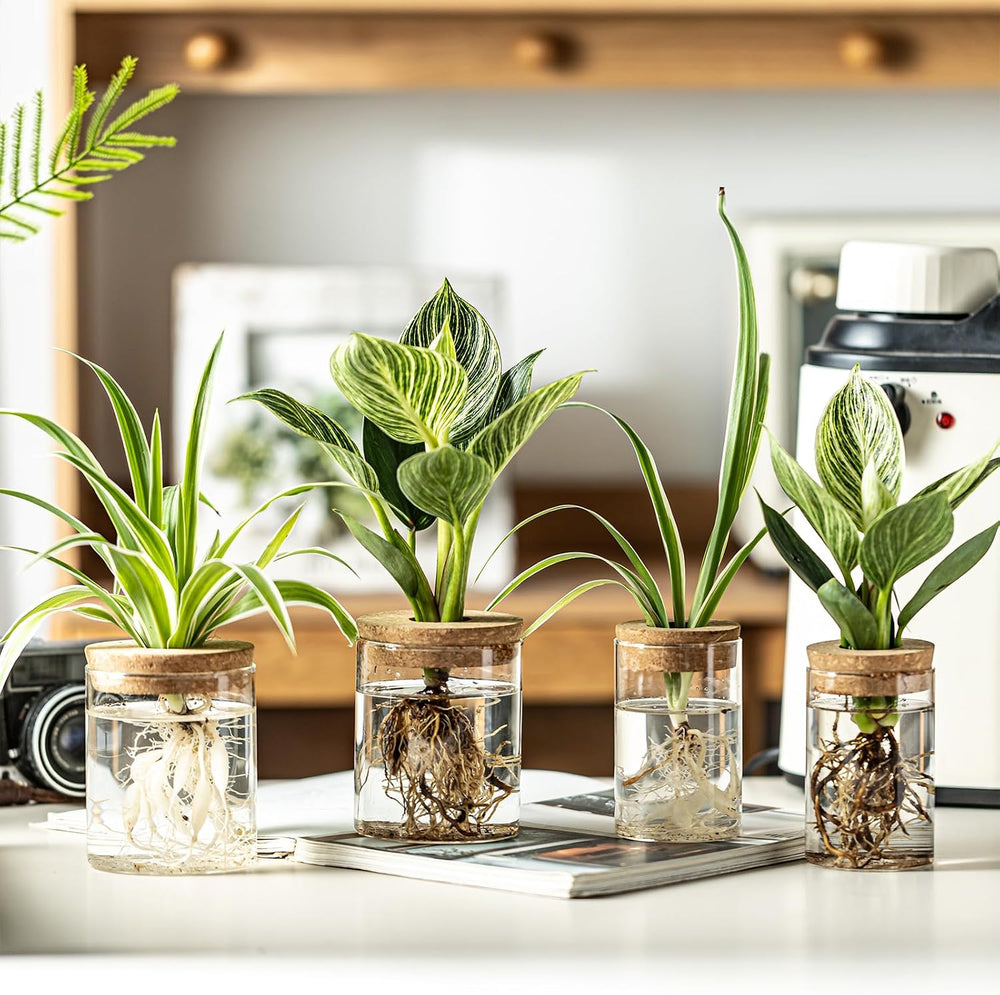 Glass Plant Propagation Stations for Plants โ Set of 12(6 Large & 6 Small...