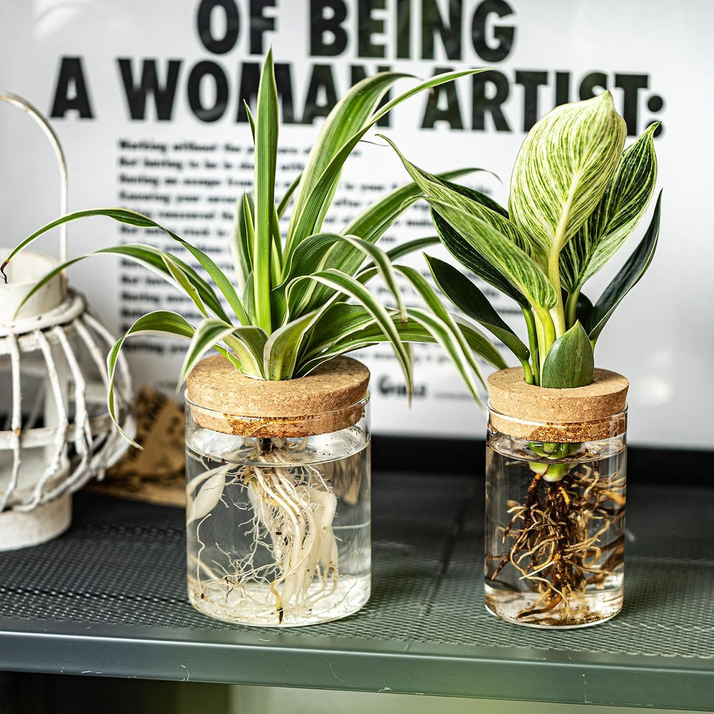 Glass Plant Propagation Stations for Plants โ Set of 12(6 Large & 6 Small...
