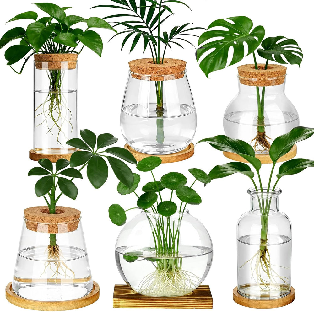 6 Pcs Plants Propagation Stations Glass Planter Terrariums with Wooden Lid an...