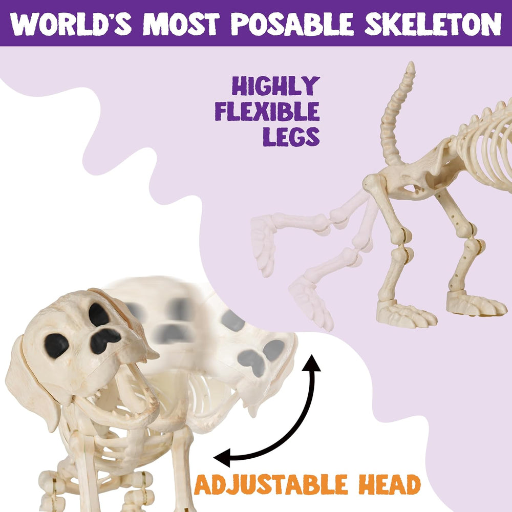 JOYIN Halloween Golden Retriever Skeleton 34” Animal Dog Plastic Skeleton wit...
