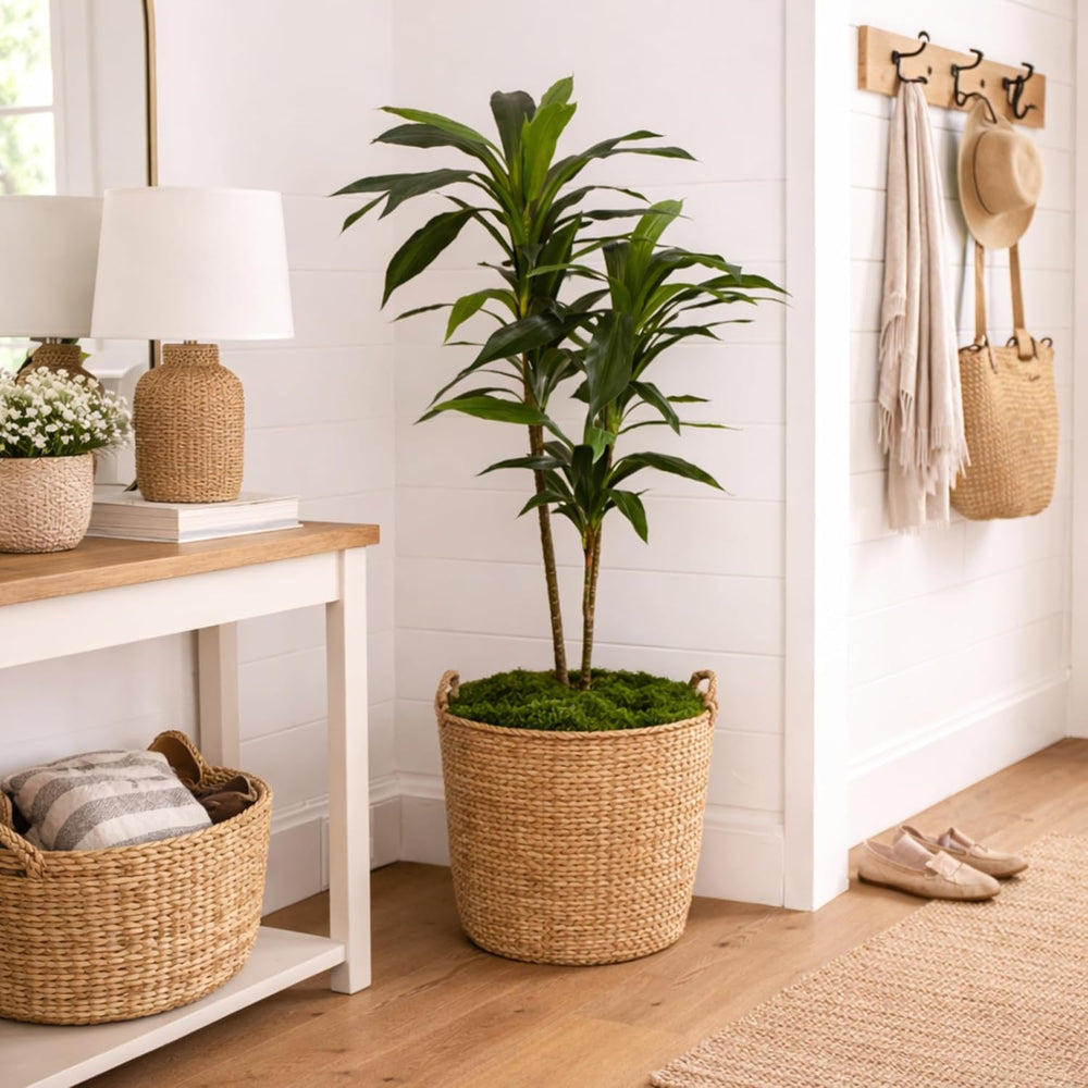 Nearly Natural 48in Artificial Dracaena with Real Touch Leaves and Multi Tona...