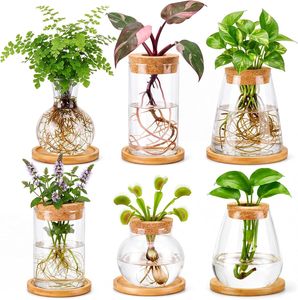 Honeydak 6 Pcs Plants Propagation Stations with Wooden Lid and Bamboo Stand