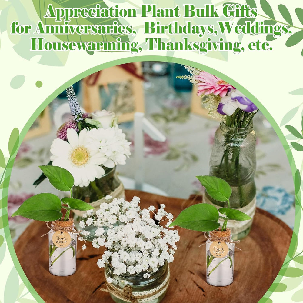 36 Packs Plant Propagation Stations with Hole Lid Clear Plastic Cultivation B...