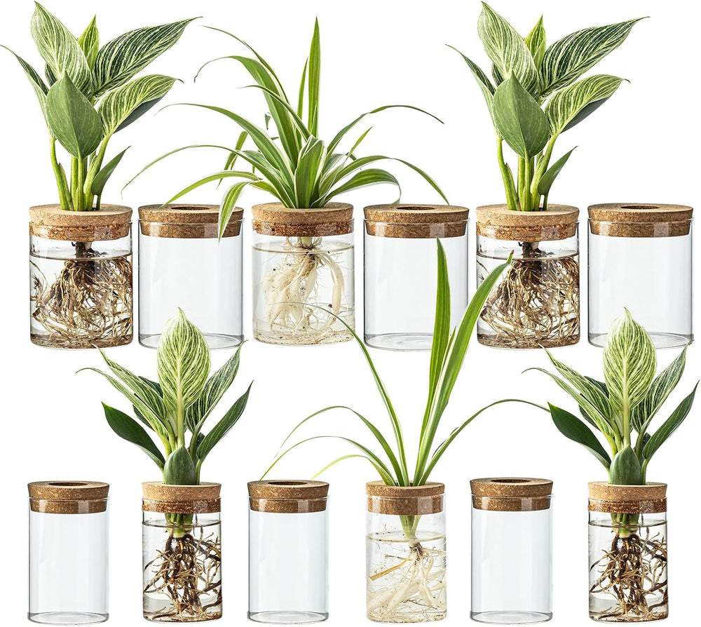 Glass Plant Propagation Stations for Plants – Set of 12(6 Large & 6 Small...