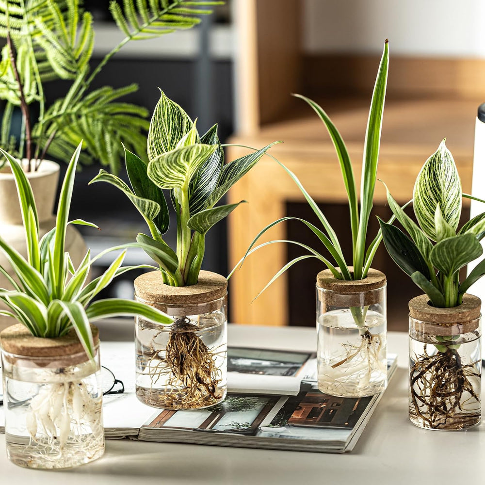 Glass Plant Propagation Stations for Plants – Set of 12(6 Large & 6 Small...
